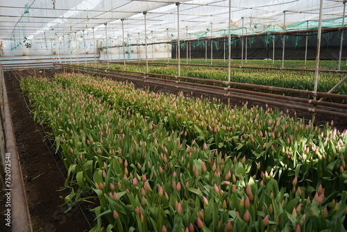 Tulips grown in a large greenhouse.