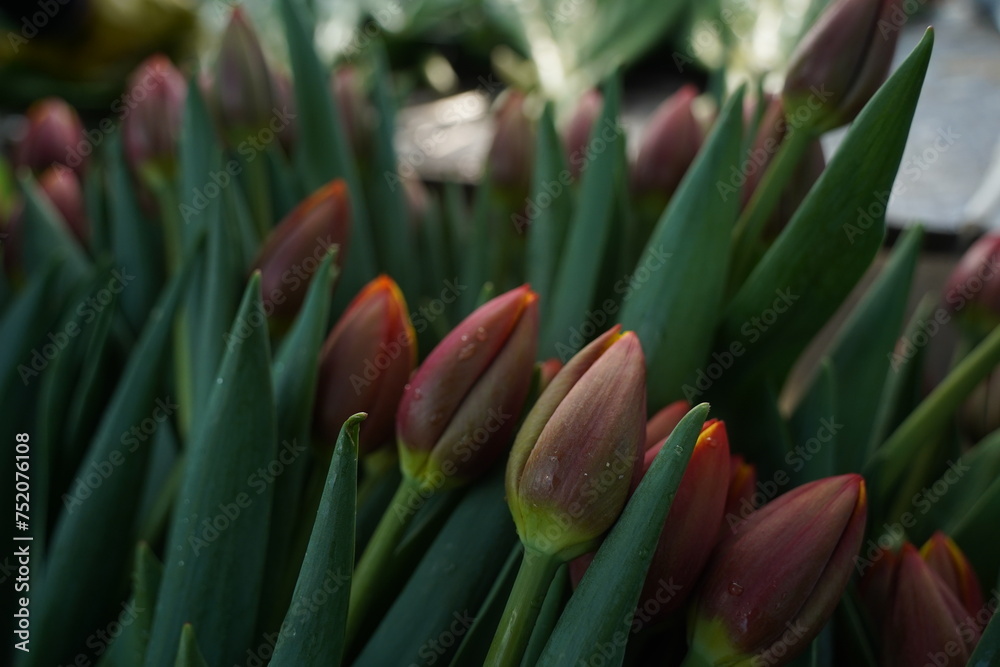 Tulips are collected in boxes in the greenhouse. Tulips are collected in boxes in the greenhouse.