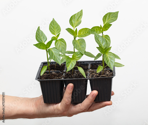 sweet pepper seedlings in hand for planting.