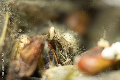 Morning Freshness: Macro Capture of Dew-Kissed Flat Beans, This macro image beautifully captures the freshness of flat beans adorned with dew drops. The intricate details of the beans are highlighted