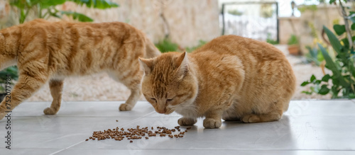 Photography Colony of cats feeding