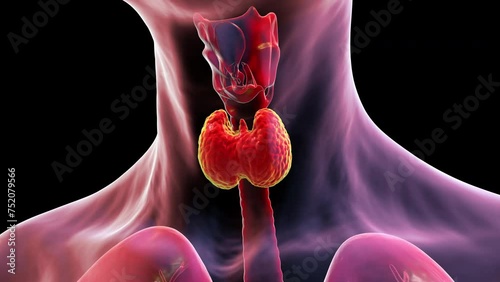 Thyroid gland anatomy, animation