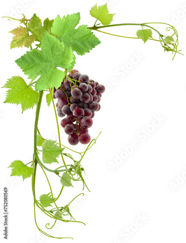 Grappe de raisins et vigne