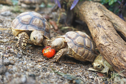 African Sulcata Tortoise Natural Habitat,Close up African spurred tortoise resting in the garden, Slow life ,Africa spurred tortoise sunbathe on ground with his protective shell ,Beautiful Tortoise