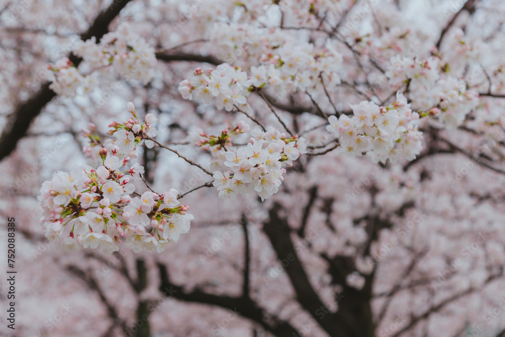 Pink cherry blossom, beautiful pink flowers of japanese cherry tree in garden. Pink cherry blossom, beautiful pink flowers of japanese cherry tree in garden.