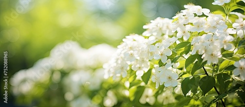 Glistening White Flowers Bathe in the Radiant Sunlight, Flourishing in Lush Greenery