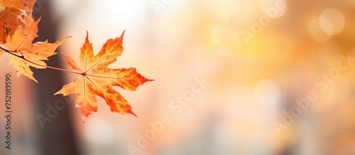 Vibrant Autumn Maple Leaf Gracefully Hangs from Delicate Branch in Natural Setting
