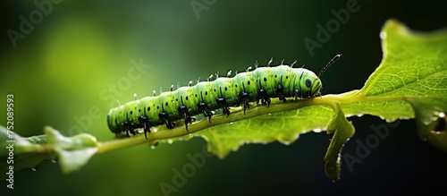 Vibrant Green Caterpillar Crawling Along a Lush Plant Stem in a Beautiful Garden