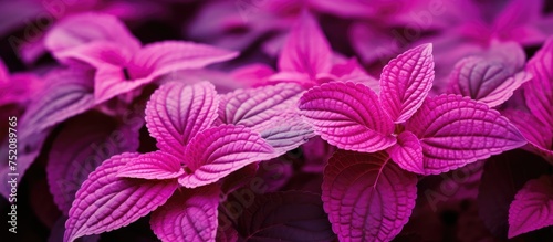 Vibrant Pink Miana Coleus P...