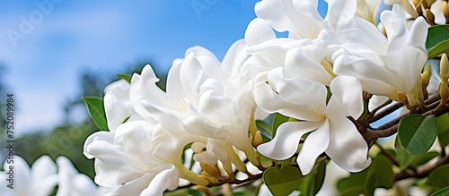 Elegant White Flower Blosso...