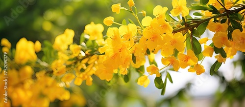 Vibrant Asoka Flowers Bloom...