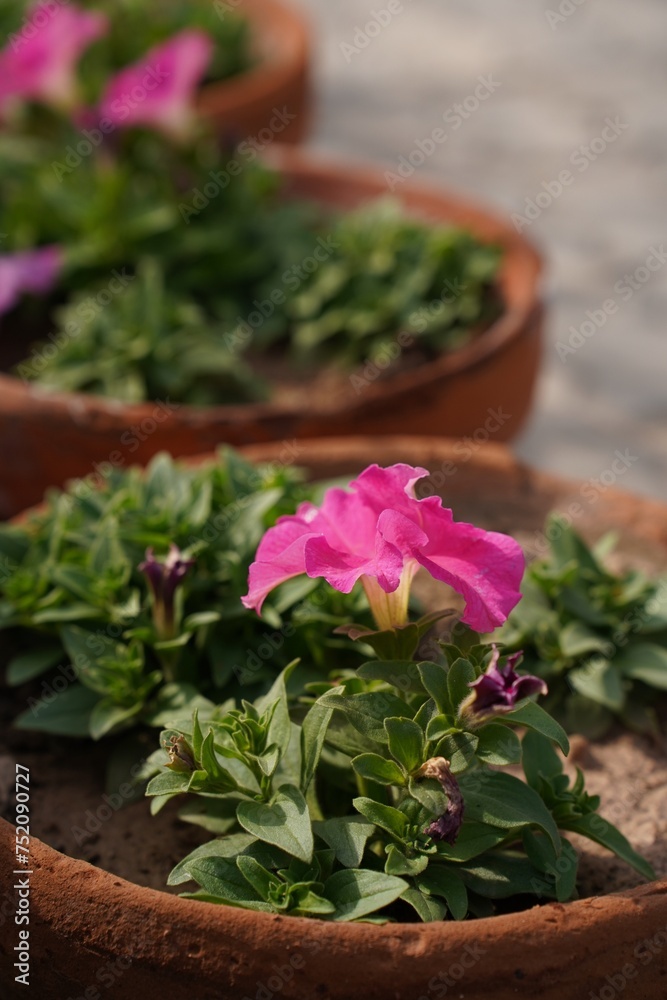 Beautiful Rose Flower - 1 Beautiful Rose Flower - 1