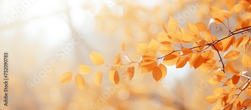 Golden Autumn Scene: Sunlit...