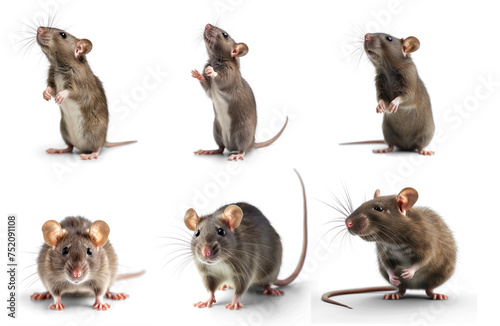 rat stands on its hind legs and looking up. isolated on transparency background PNG