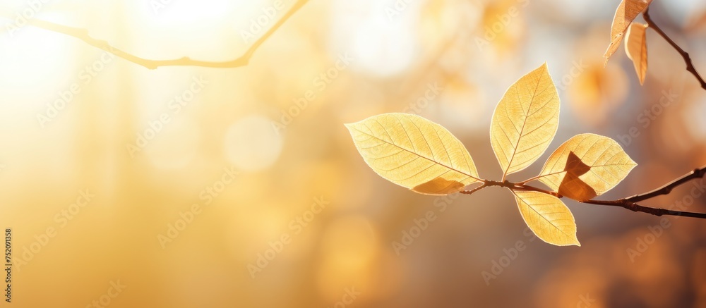 Golden Hour Glow: Serene Branch Bathed in Soft Sunlight with Vibrant Leaves