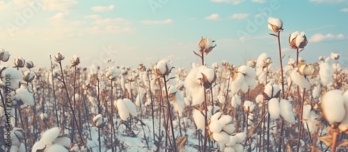 Vivid Arctic Cotton Plants Under a Clear Blue Sky in a Stunning Nature Scene photo