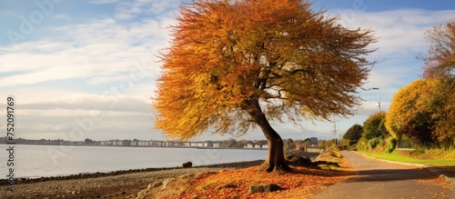Vibrant Autumn Tree in Southend Cliff Gardens, Essex, England, Showing the Beauty of Fall Season