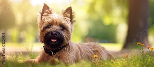 Vibrant Cairn Terrier Enjoy...