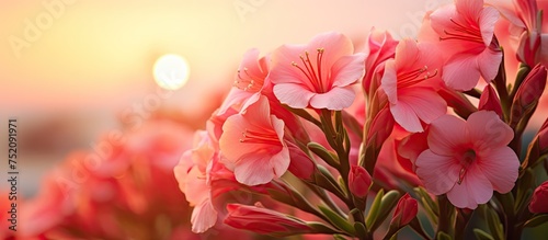 Radiant Pink Adenium Flower...