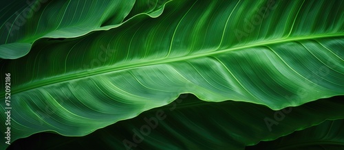 Vibrant Green Leaf Stands Out Against a Dramatic Black Background - Tropical Plant Detail