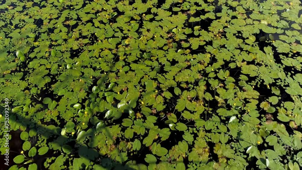 Aerial view moving slowly forward over the pond covered of waterlily Aerial view moving slowly forward over the pond covered of waterlily