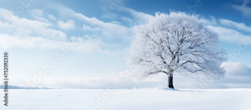 Ethereal Beauty: Solitary Snow-covered Tree Stands Proudly in Winter Field © vxnaghiyev