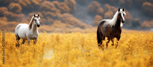 Two Majestic Horses Gracefu...