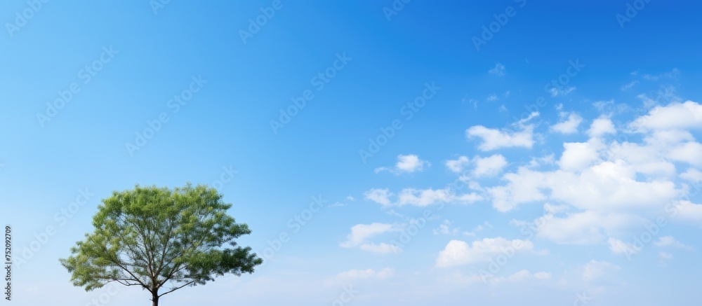 Solitary Tree Stands Tall in Vast Field under Majestic Blue Sky Solitary Tree Stands Tall in Vast Field under Majestic Blue Sky