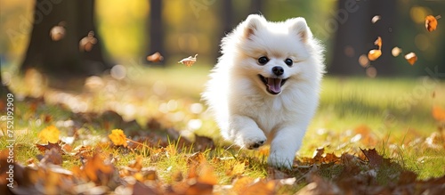Joyful White Pomeranian Pup...