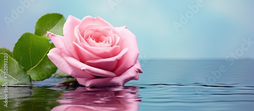 Elegant Pink Rose Serenity:...