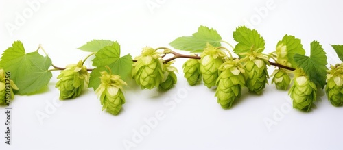 Lush Branch of Hops Capture...