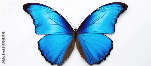 Elegant Blue Morpho Butterfly: Delicate Wings of Nature's Beauty on White Background