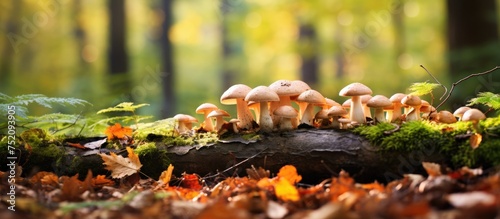 Vivid Mushroom Diversity on...
