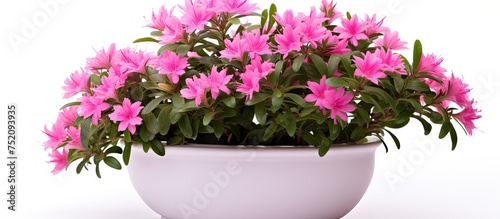 Vibrant Pink Flowerpot with...