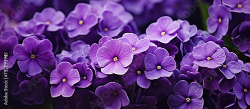 Vibrant Purple Polyanthus F...