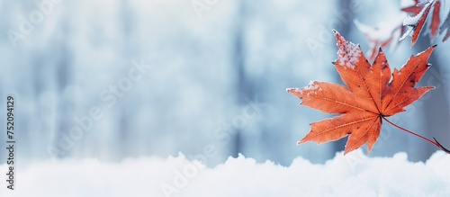 Vibrant Red Maple Leaf Stan...