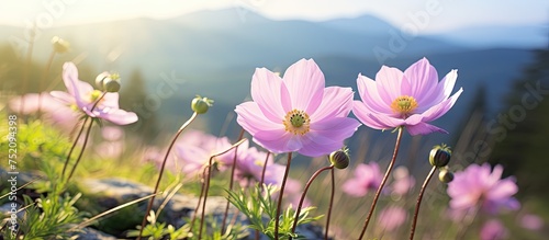 Vivid Field of Blossoming P...