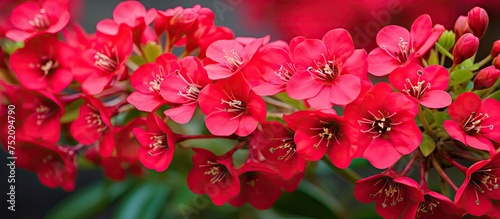 Vivid Scarlet Euphorbia Milii Flowers Surrounded by Lush Green Leaves in a Home Garden Oasis