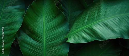 Vibrant Green Tropical Leaf on Bold Black Background with Stunning Detail