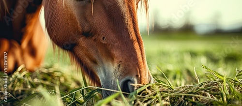 Graceful Horse Grazing Sere...