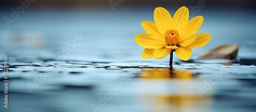 Serenity Reflected: A Vibrant Yellow Flower Drifting in Calm Shallow Waters