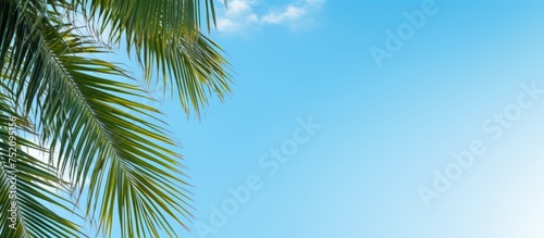 Tropical Palm Leaves Flawlessly Framed by Azure Blue Sky for a Relaxing Natural Background © vxnaghiyev