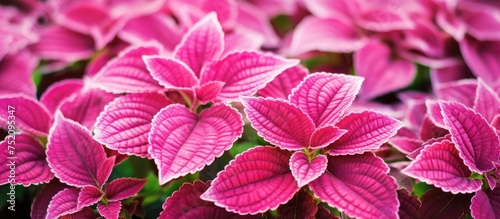 Elegant Pink Miana Coleus P...