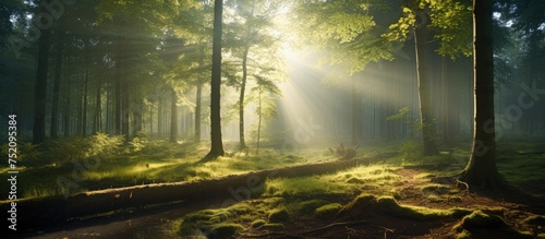 A Tranquil Forest Scene wit...