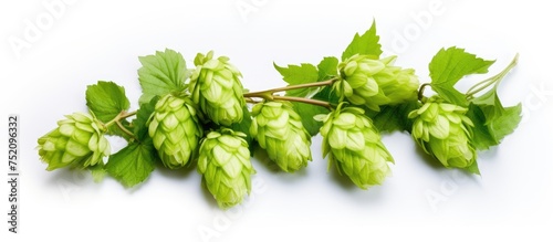 Lush Hops Branch Displaying...