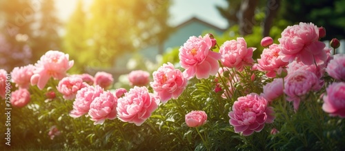 Vibrant Pink Peony Flowers ...