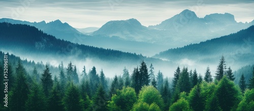 Majestic Greenery: Serene Forest Landscape with Towering Trees and Mountain Backdrop © vxnaghiyev