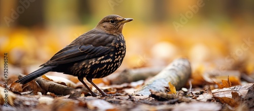 Elegant Female Blackbird Fo...