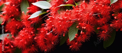 Vibrant Red Combretum Indic...