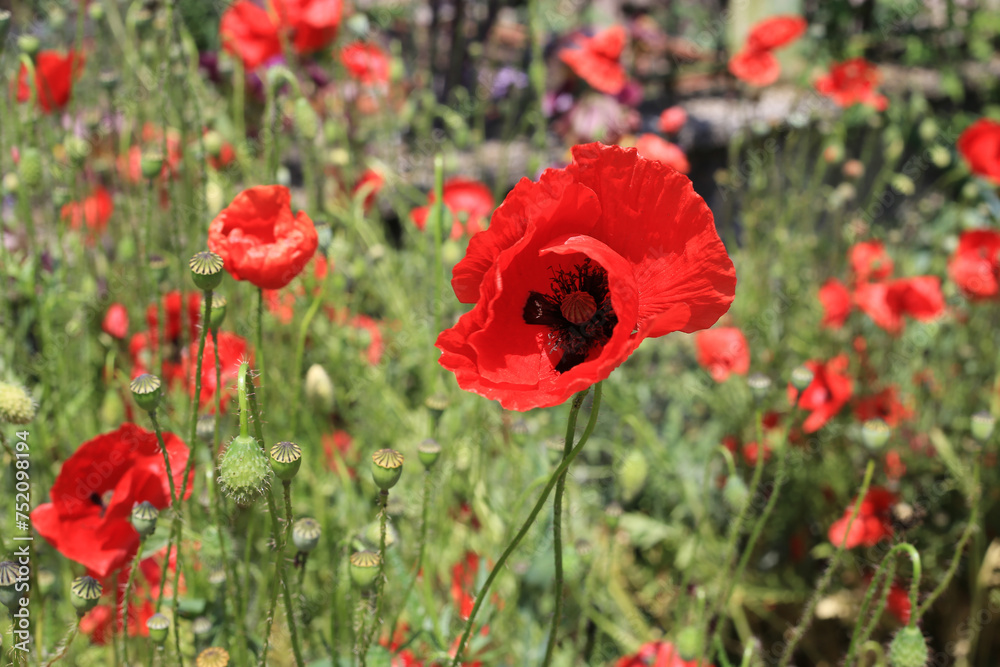 Beautiful bright red poppies Beautiful bright red poppies